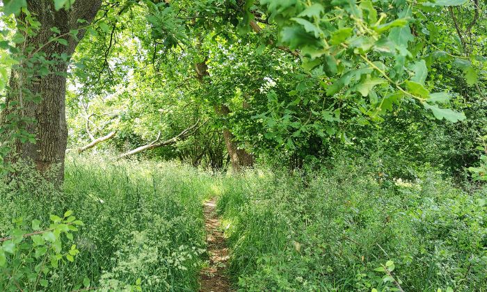 Ein schmaler Trampelpfad führt durch dichtes Grün – ideal für kleine und große Abenteurer:innen. © Benjamin Stapf